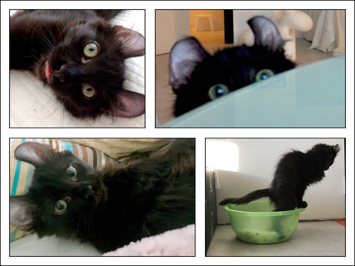 Derping, Stealing, Staring And Balancing. Loony American Curl!