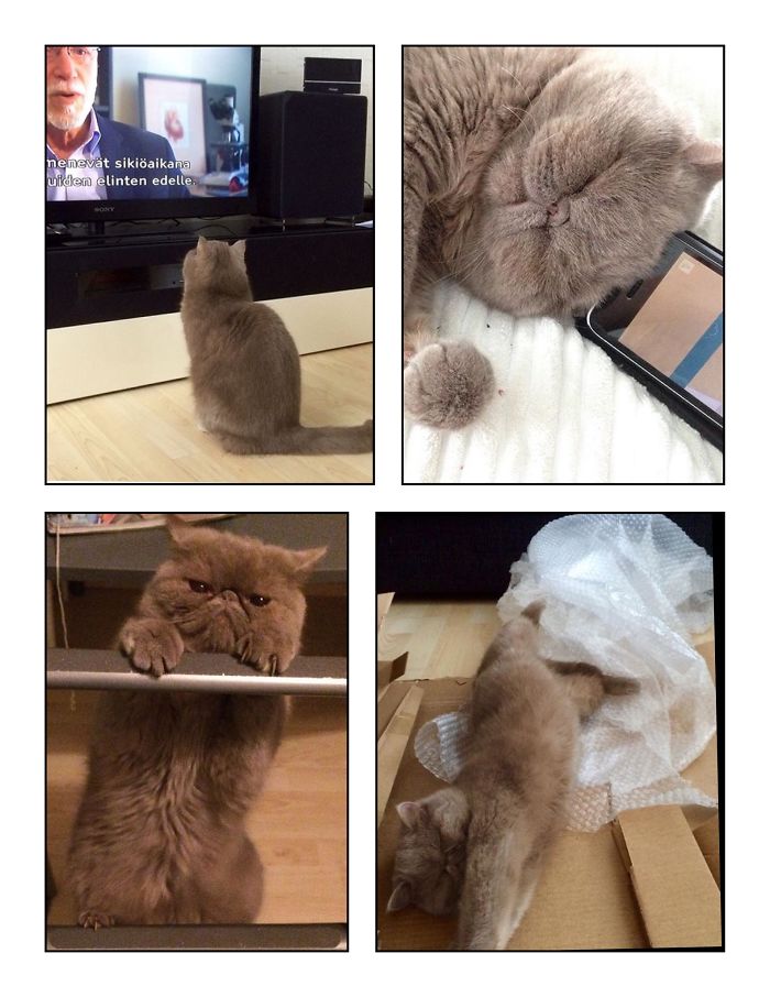 Tv Talks And Cartoon Napping, Lovely! Climbing, Not So Much. But All Things Ikea... Yes!