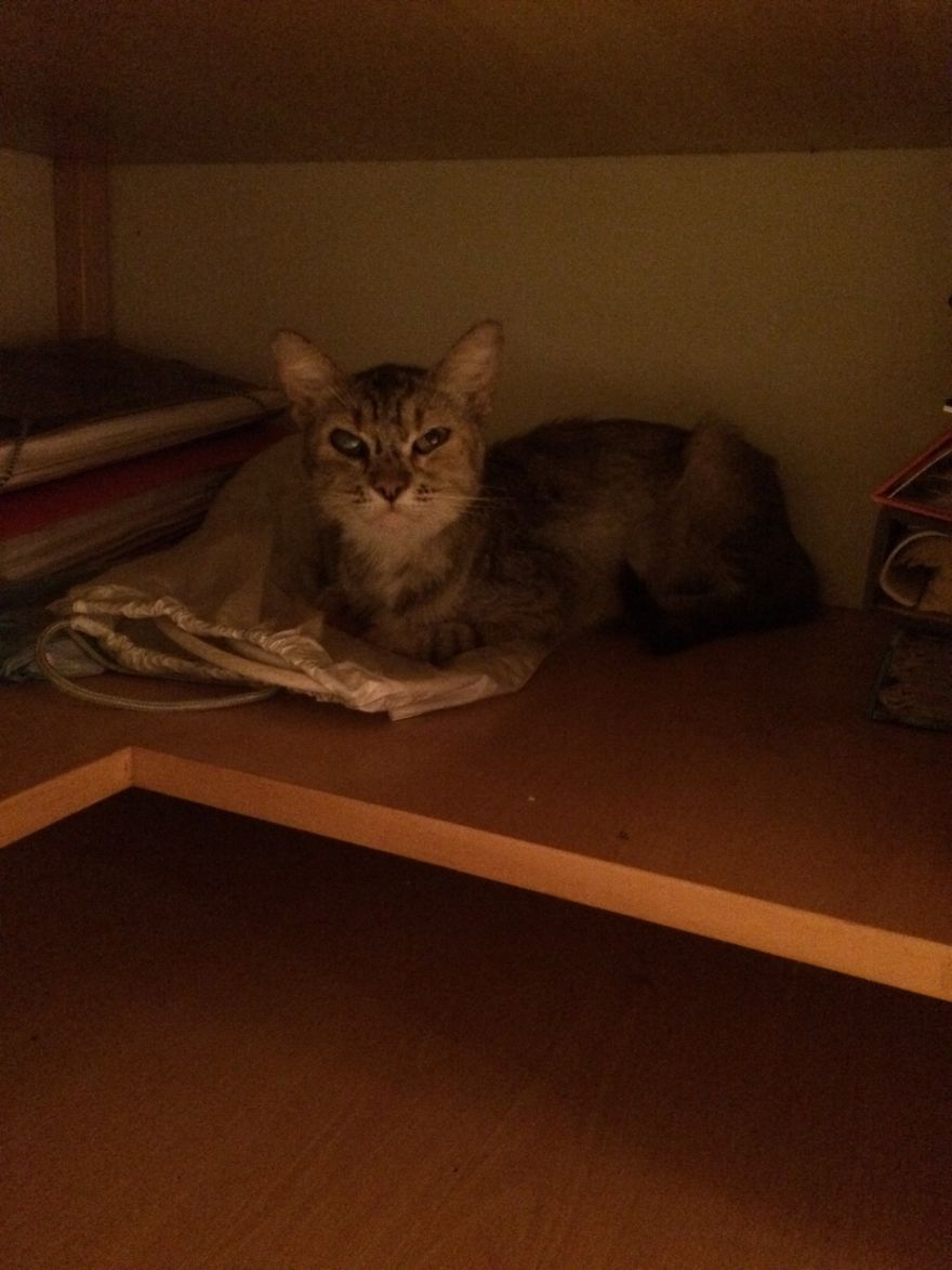 My Family And I Were Adopting Rescued Pets Since 2009 And This Is What We Got