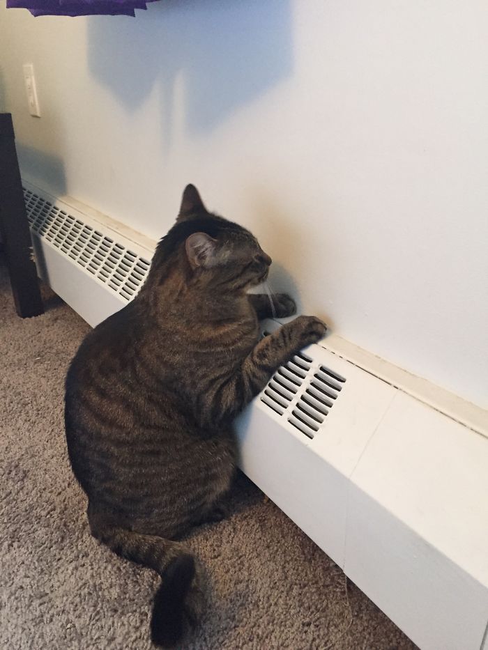 This Is Ruby. I Came Home From Work To Find Her Sitting Like This. The Heater Isn't Even On.