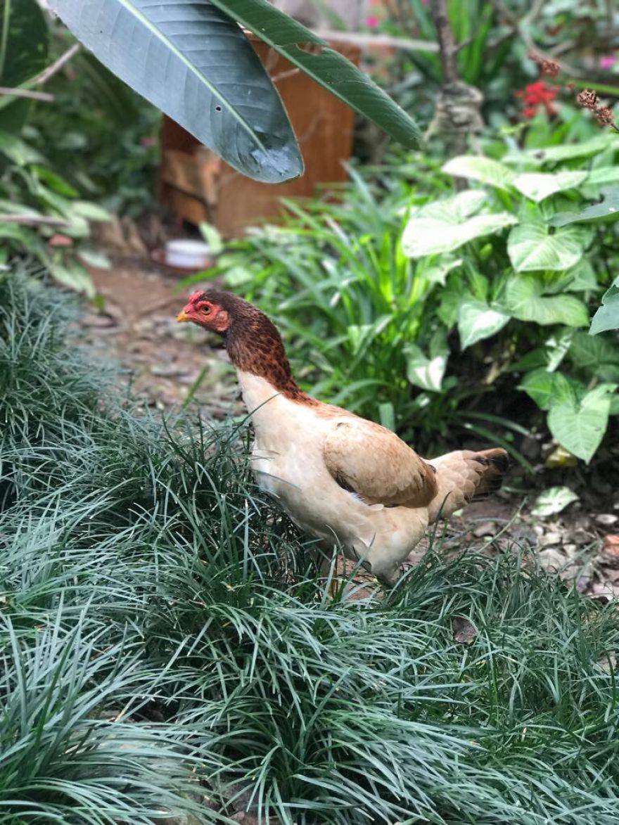 My Family And I Were Adopting Rescued Pets Since 2009 And This Is What We Got My Family And I Were Adopting Rescued Pets Since 2009 And This Is What We Got