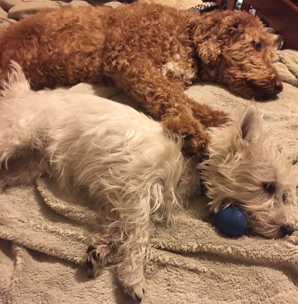 They Like To Cuddle.