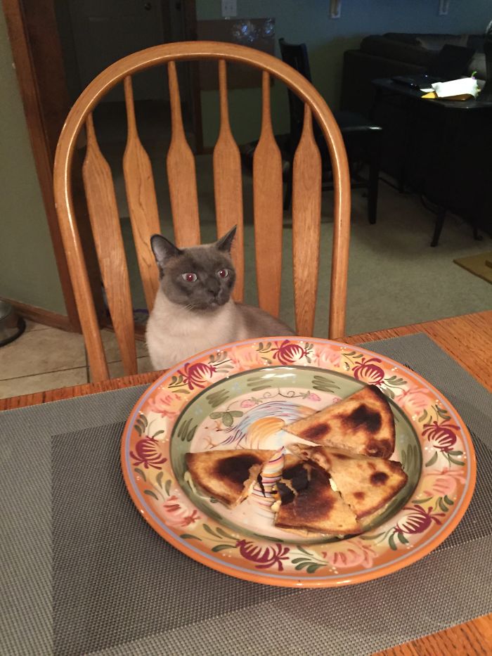 My Cat Wanted My Quesadillas