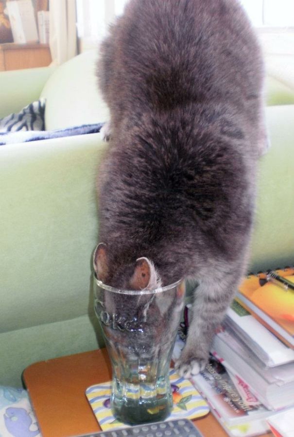 Always Wonder Why The Glass Is Always Empty? Now You Know!