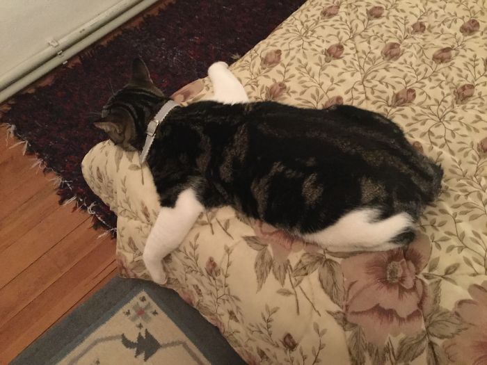 Tigger The Bedhugger