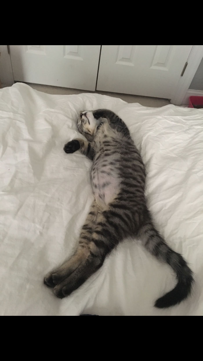 My Cat Contemplates A Lot