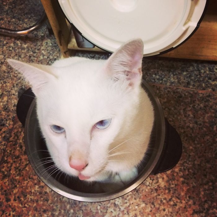 My Cat Loves Every Pot