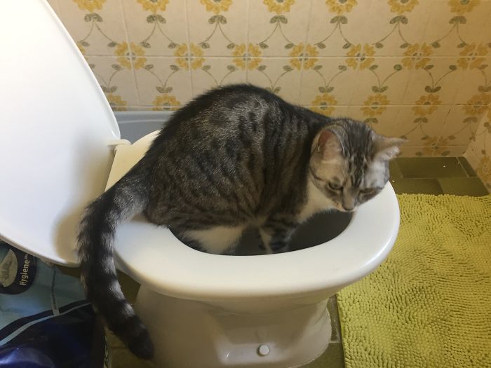 Someone Seems To Prefer The Toilet For Humans...