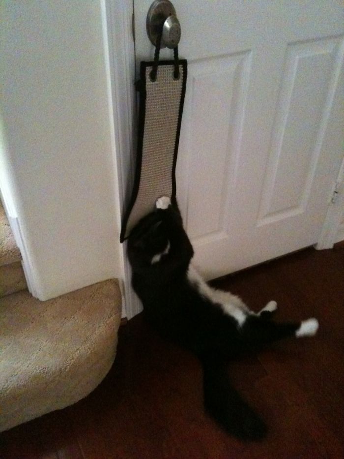 Charlie Sort Of Gave Up Scratching At Some Point