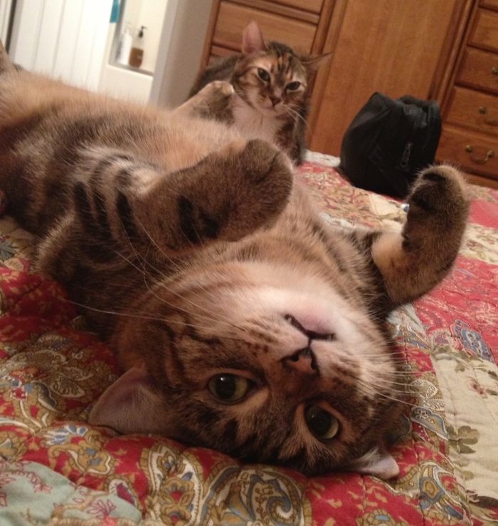 Mocha Is The Weirdest Cat Ever With 607 Followers!