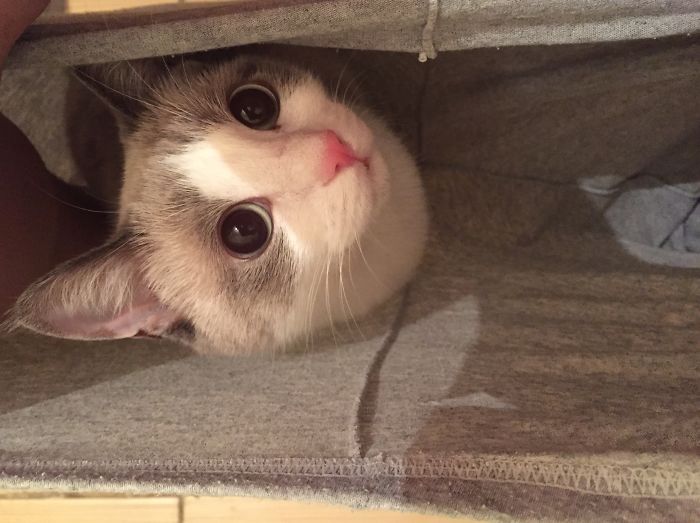 My Cat Sitting In My Pants