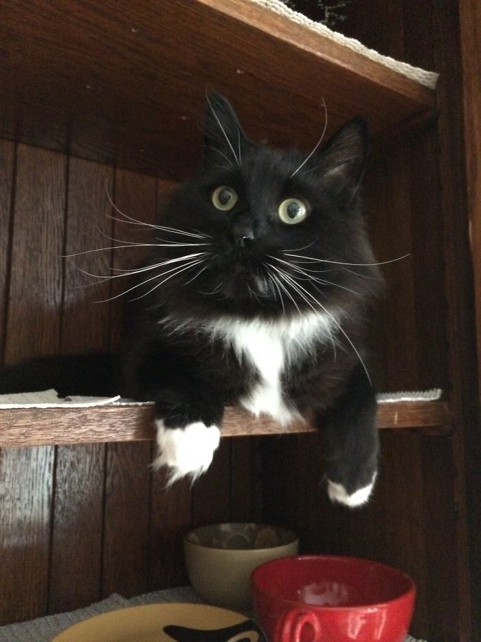 What Do You Mean, You Want To Put The Dishes Here? This Is My Spot!