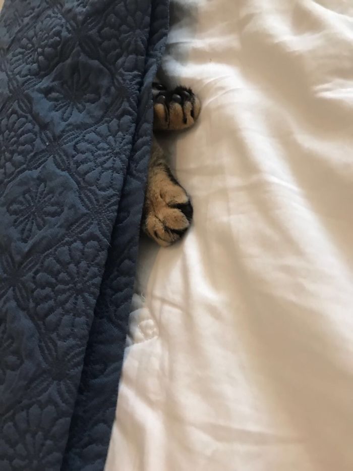 Lola's New Hiding Spot