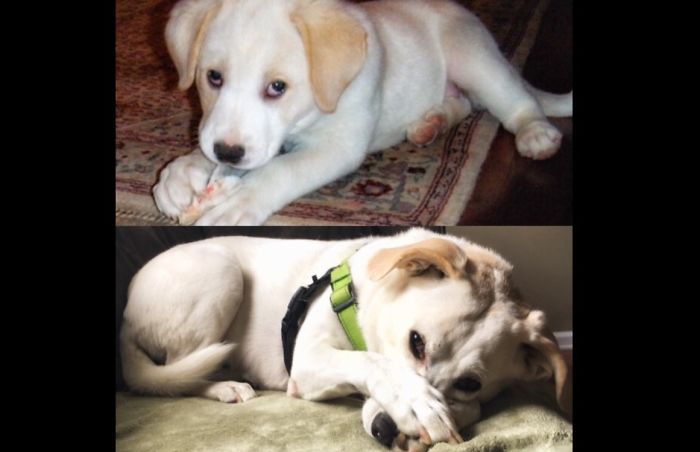 My Pup, Then And Now (2 Months-6 Years)