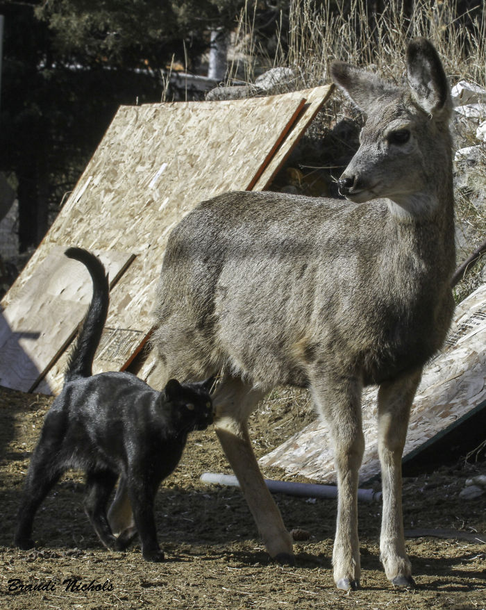 My Cat Likes To Hang Out With Deer.