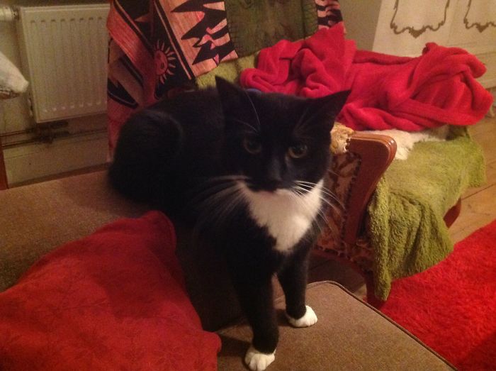 He Can't Decide Between Sitting And Standing, I Guess