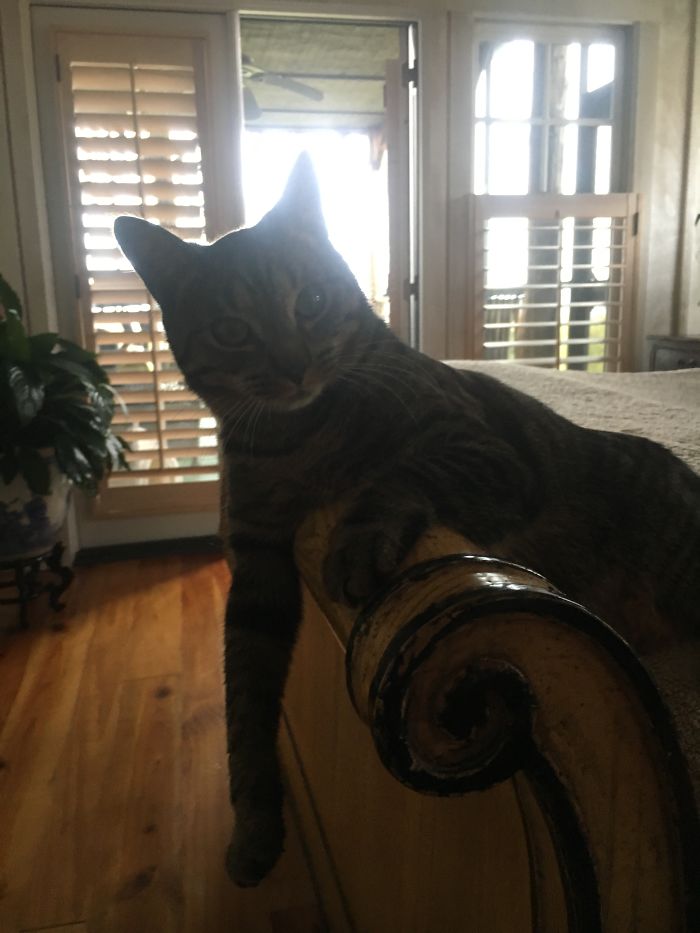 My Cat Loves To Sit On My Bed And Chill Like This And He'll Give Me The "sup?" Look Whenever I Realize What He's Doing