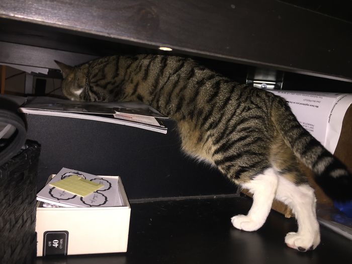 Sleeping Under The Table In Front Of The Heater