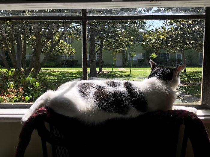 This Is Trey In His Happy Spot, And This Is Why I Keep This Shrunken Sweater Here.