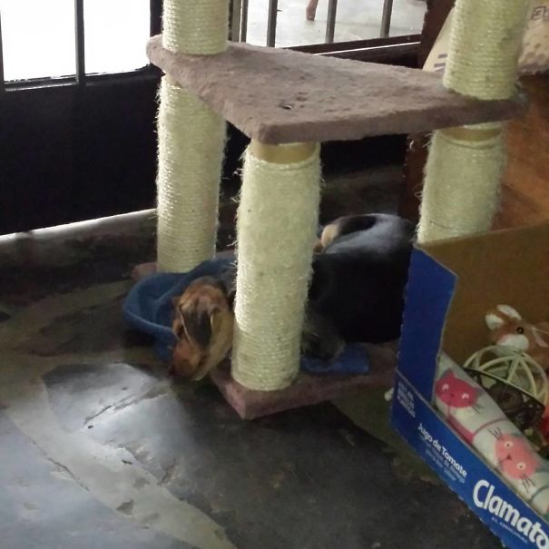 If It's Comfortable, I Sleeps.