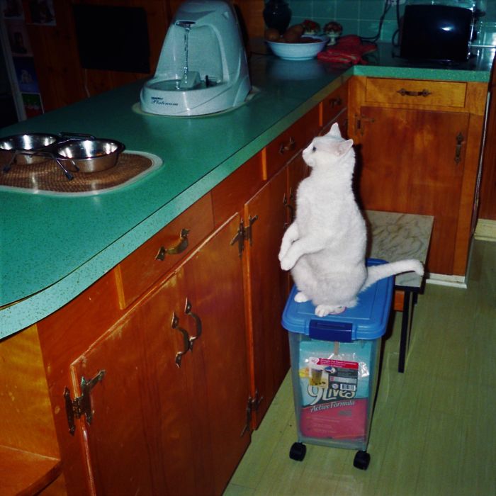 Is Dinner Ready Yet?