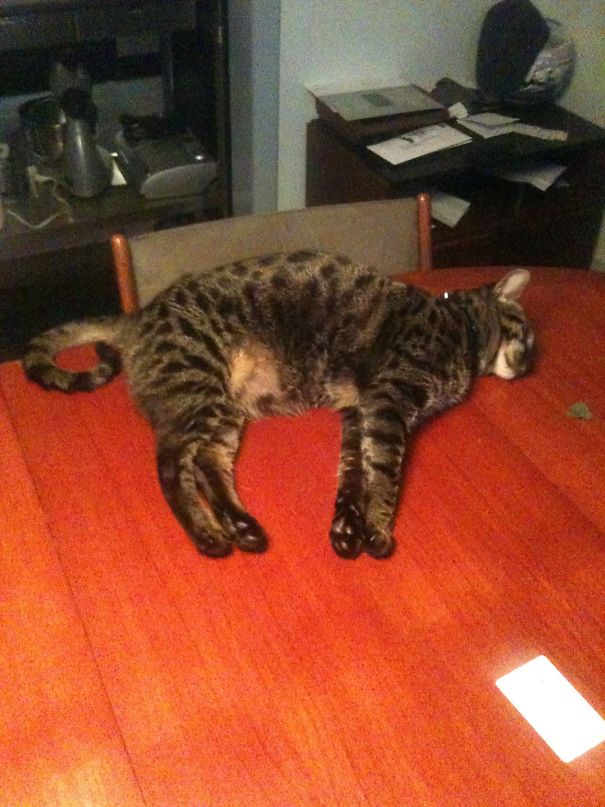One Little Leaf Of Catnip. I Did Not Pose Him. He Only Lays Like This With Catnip.