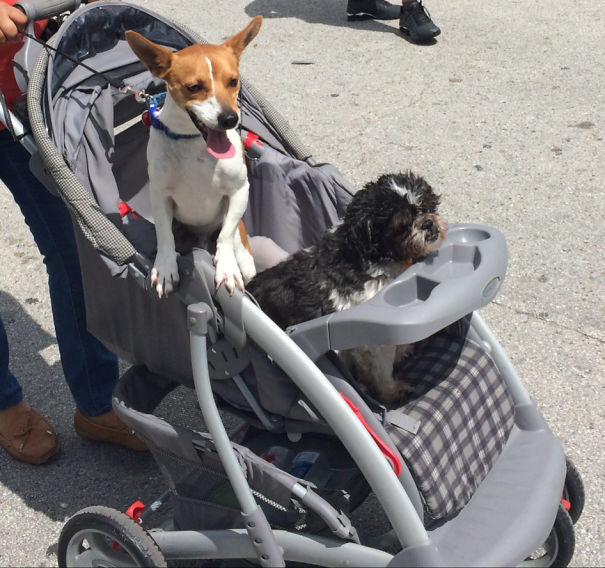 Just Strolling Along