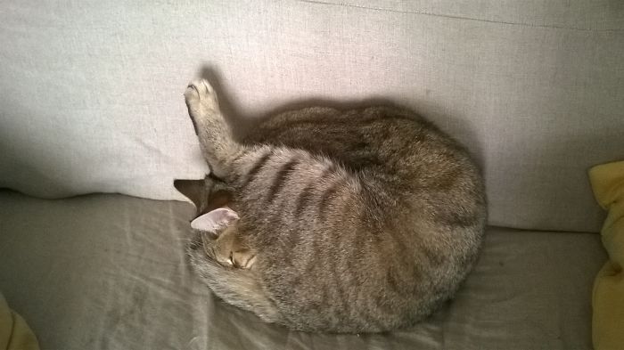 Keoni Is Often Interrupted When He Is Grooming..