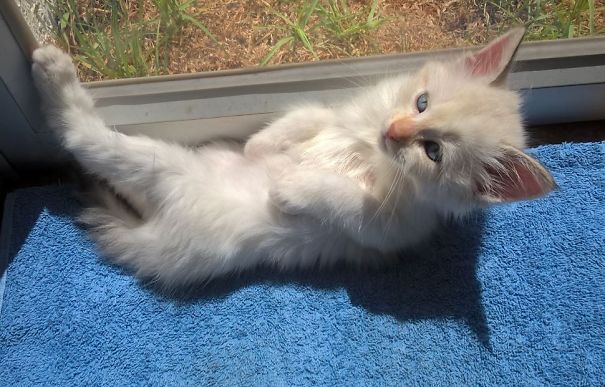 Leeloo Enjoying The Sun At Latitude 0º 0'