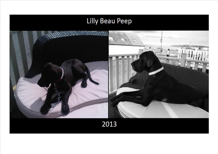 Great Dane - Lilly Beau Peep - 10 Weeks & 3 Years - Still Going Strong (2017)