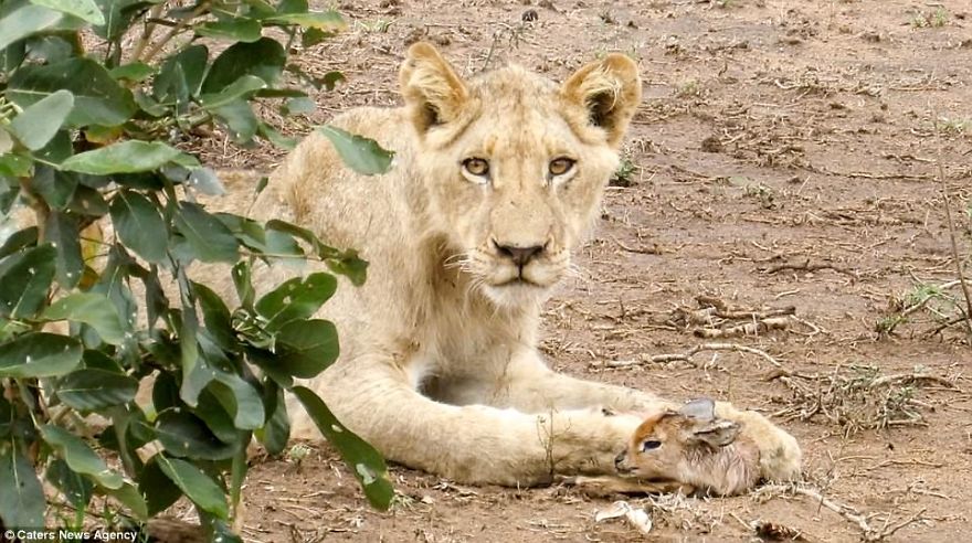 Lion Adopts Tiny Newborn Antelope Carrying It In Its Mouth Like A Cub And Even Licking The Calf Clean