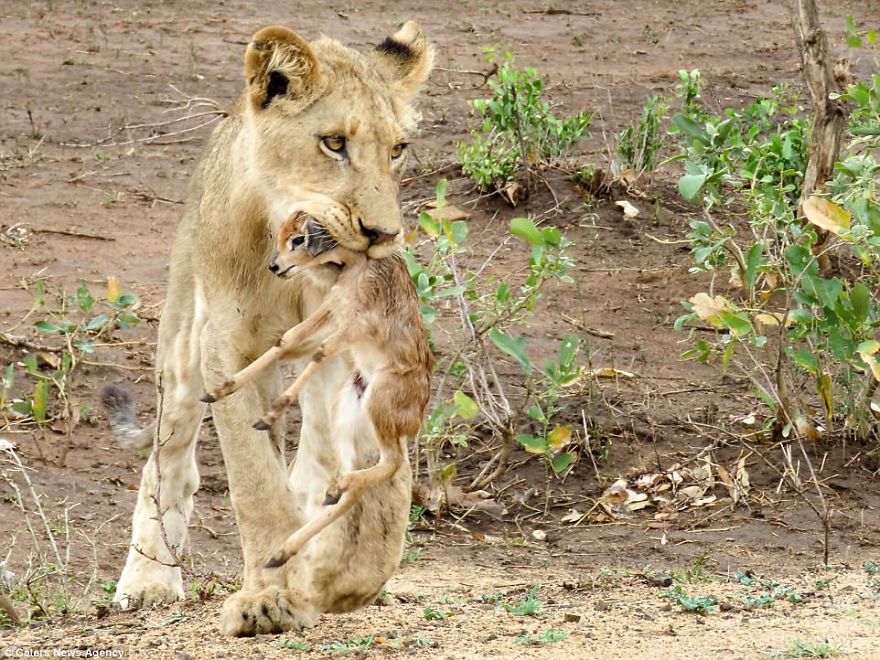 Lion Adopts Tiny Newborn Antelope Carrying It In Its Mouth Like A Cub And Even Licking The Calf Clean