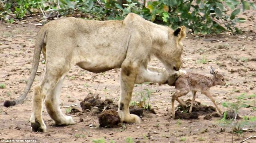 Lion Adopts Tiny Newborn Antelope Carrying It In Its Mouth Like A Cub And Even Licking The Calf Clean Lion Adopts Tiny Newborn Antelope Carrying It In Its Mouth Like A Cub And Even Licking The Calf Clean