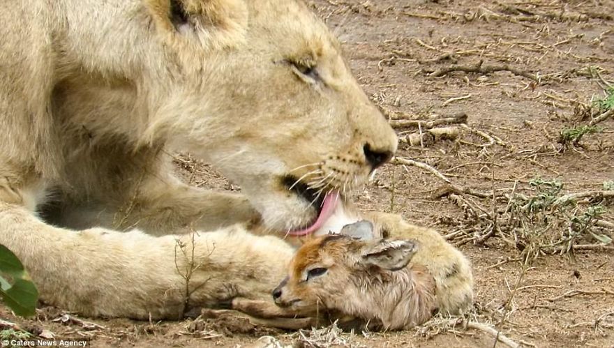 Lion Adopts Tiny Newborn Antelope Carrying It In Its Mouth Like A Cub And Even Licking The Calf Clean Lion Adopts Tiny Newborn Antelope Carrying It In Its Mouth Like A Cub And Even Licking The Calf Clean