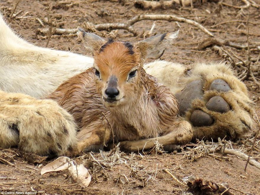 Lion Adopts Tiny Newborn Antelope Carrying It In Its Mouth Like A Cub And Even Licking The Calf Clean Lion Adopts Tiny Newborn Antelope Carrying It In Its Mouth Like A Cub And Even Licking The Calf Clean