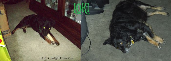 My Little Chaos Monster, Loki. 4 Months When We Adopted Him And Now At 6 Years, He's Still Every Bit A Chaotic Little Love Bug.