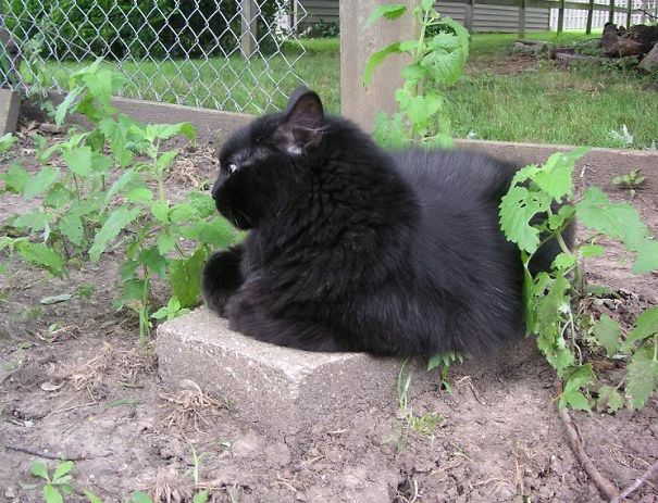 Eclipse Guards The Young Catnip Plants. It's All His.