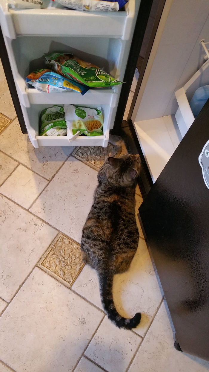 It Was A Hot Day. She Found The Perfect Place To Cool Off And Refused To Move.