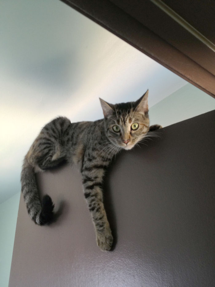 She Loves Sitting On Top Of My Bathroom Door. Which Now Doesn't Close Properly Because Her Chunky Butt Skewed The Hinges.