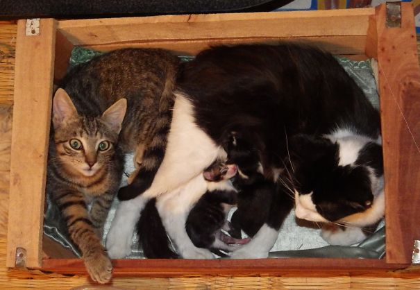 "michane", Its Mother "kity" And Its 2 New Sisters