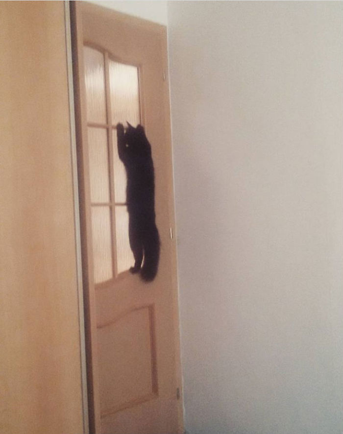 This Is Our "spy Cat" - Maggie