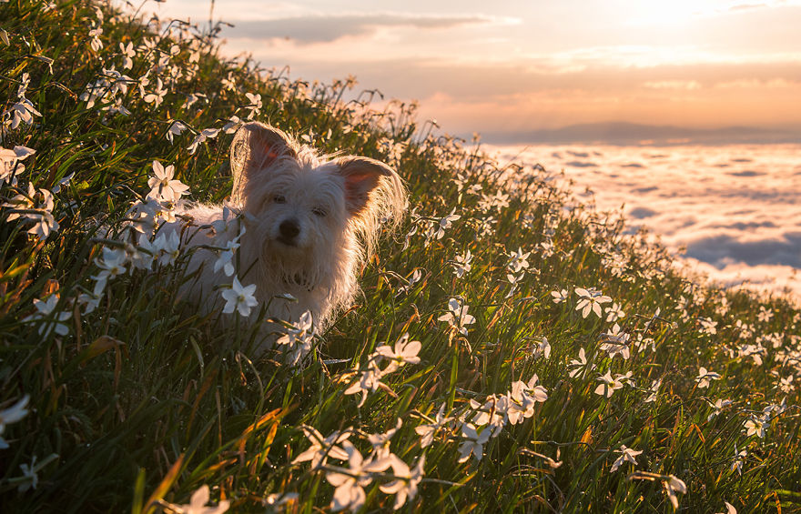 I Photographed Daffodils On The Slopes Of Mt. Golica I Photographed Daffodils On The Slopes Of Mt. Golica