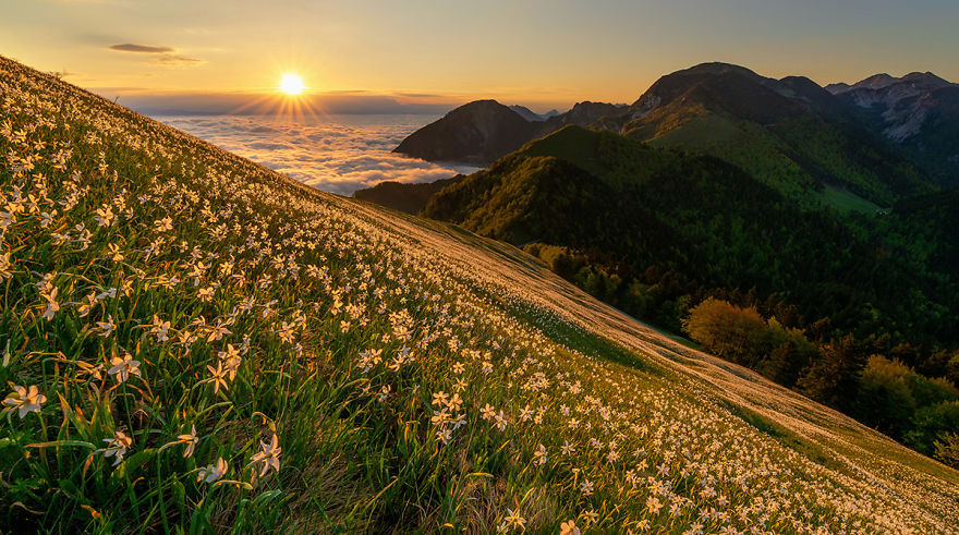I Photographed Daffodils On The Slopes Of Mt. Golica I Photographed Daffodils On The Slopes Of Mt. Golica