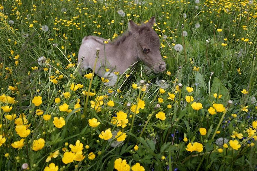 Meet The Smallest Horse In The World