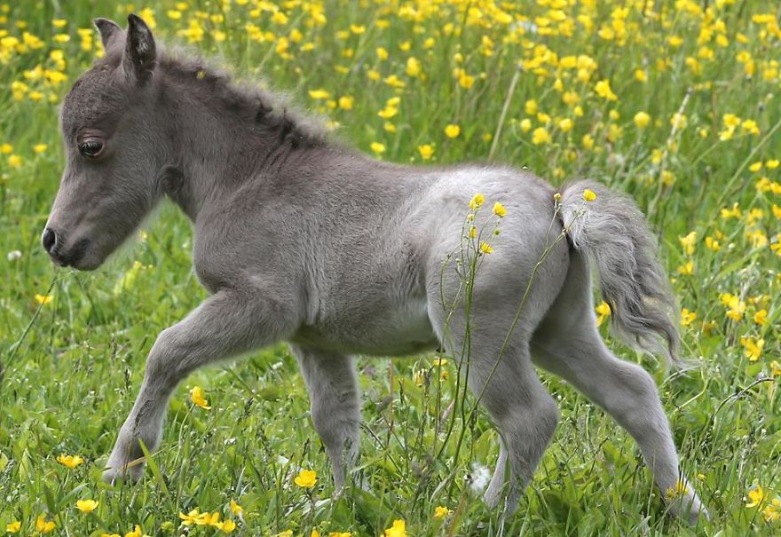 Meet The Smallest Horse In The World