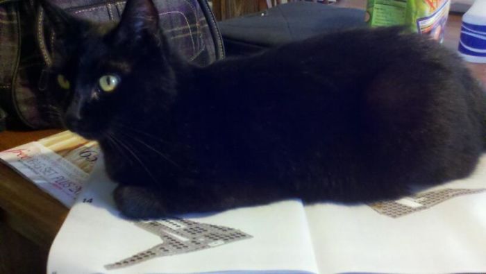 Memnoch Thinks I Should Take A Break From My Legos. She Might Be Right. Maybe If I Promise To Build Her A House...