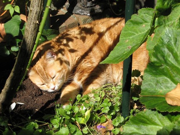 Minoes, Not Special But Just Enjoying The Last Sun In The Garden Between The Plants.