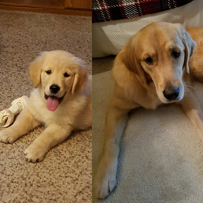 Our Beautiful Buttercup One Year Later