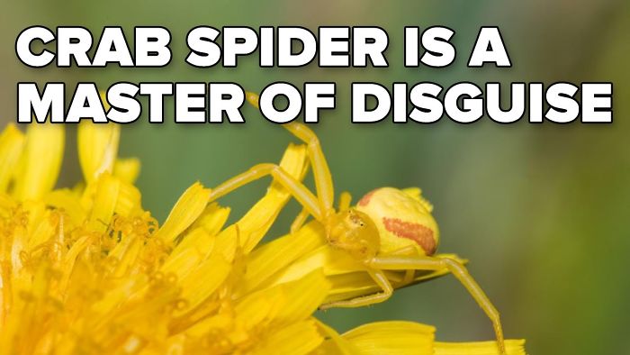 The Crab Spider Is A Master Of Disguise