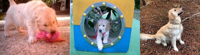 My Dog Perla Through The Years